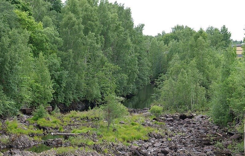 Träd längs Svartälvens kanter i Hällefors kommun